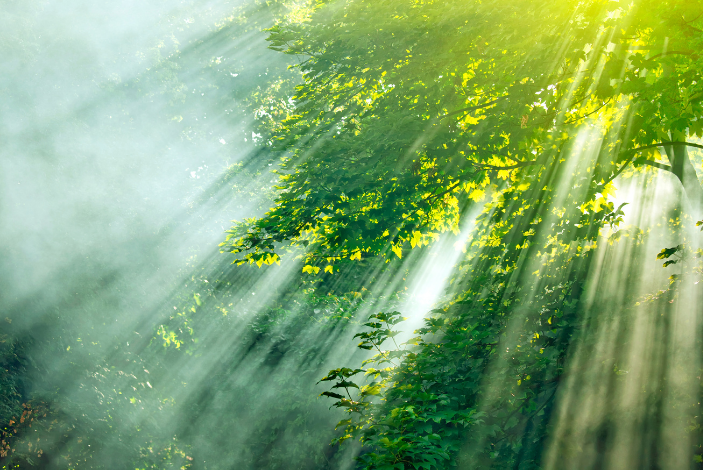 The Parable of The Little Tree in The Big Forest